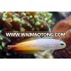 Sri Lanka Fire Fish Aquarium Fish for Sale